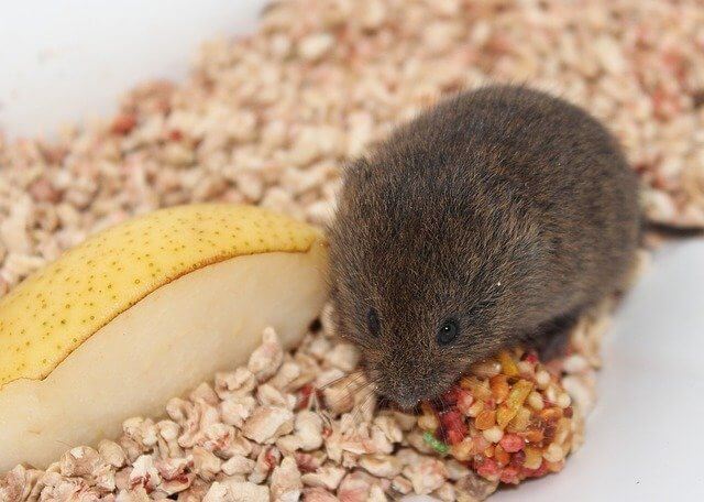 دانلود طرح جابر موش ها غذا میخورند پایه اول